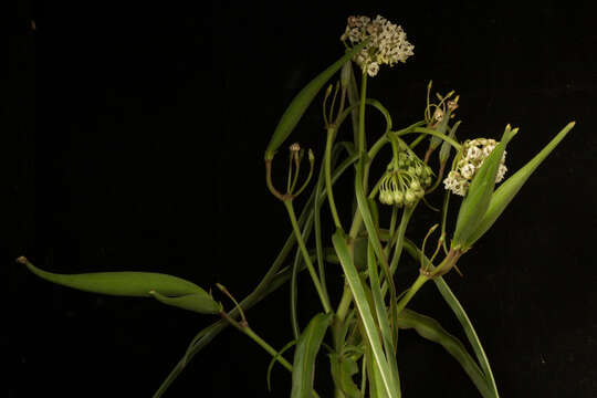 Image of Asclepias woodsoniana Standl. & Steyerm.