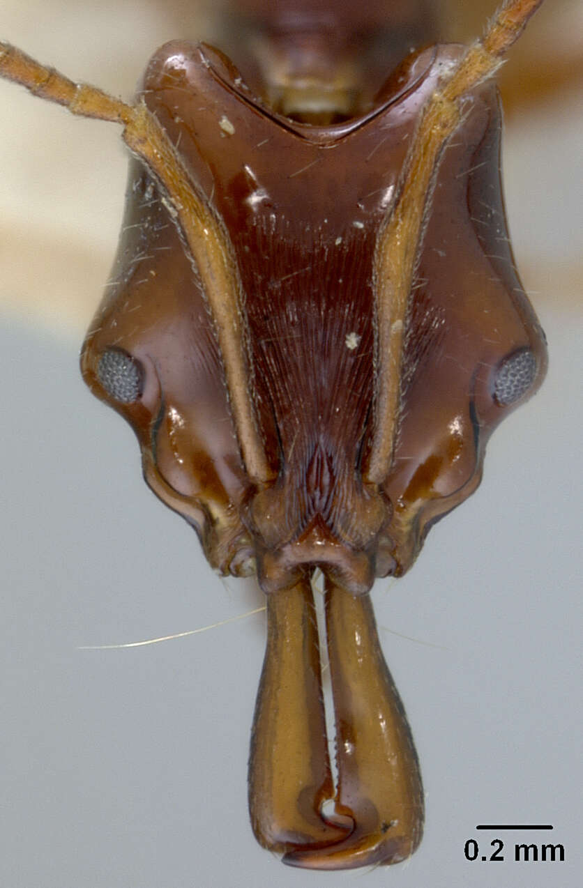 Image of Anochetus cato Forel 1901