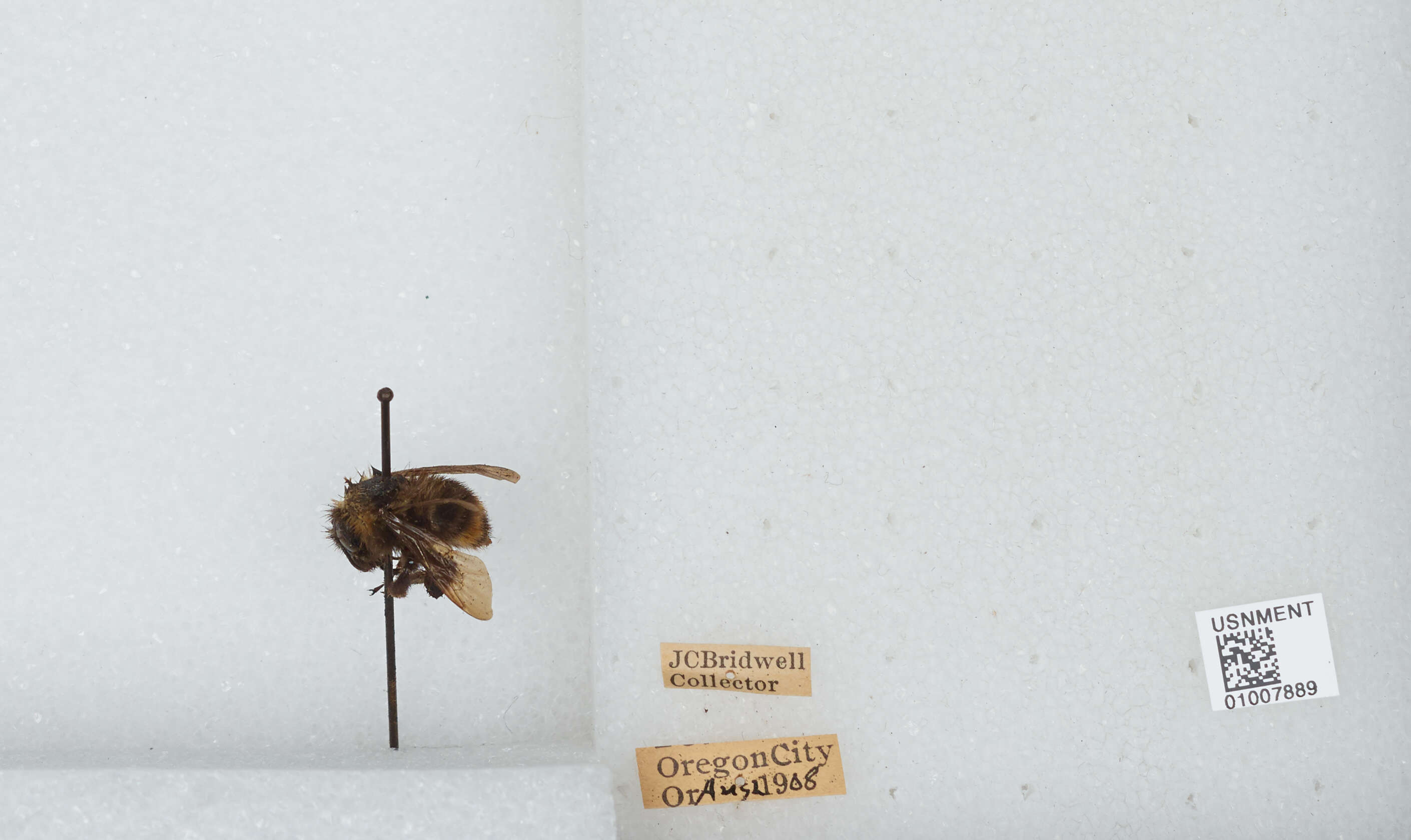 Imagem de Bombus californicus Smith 1854