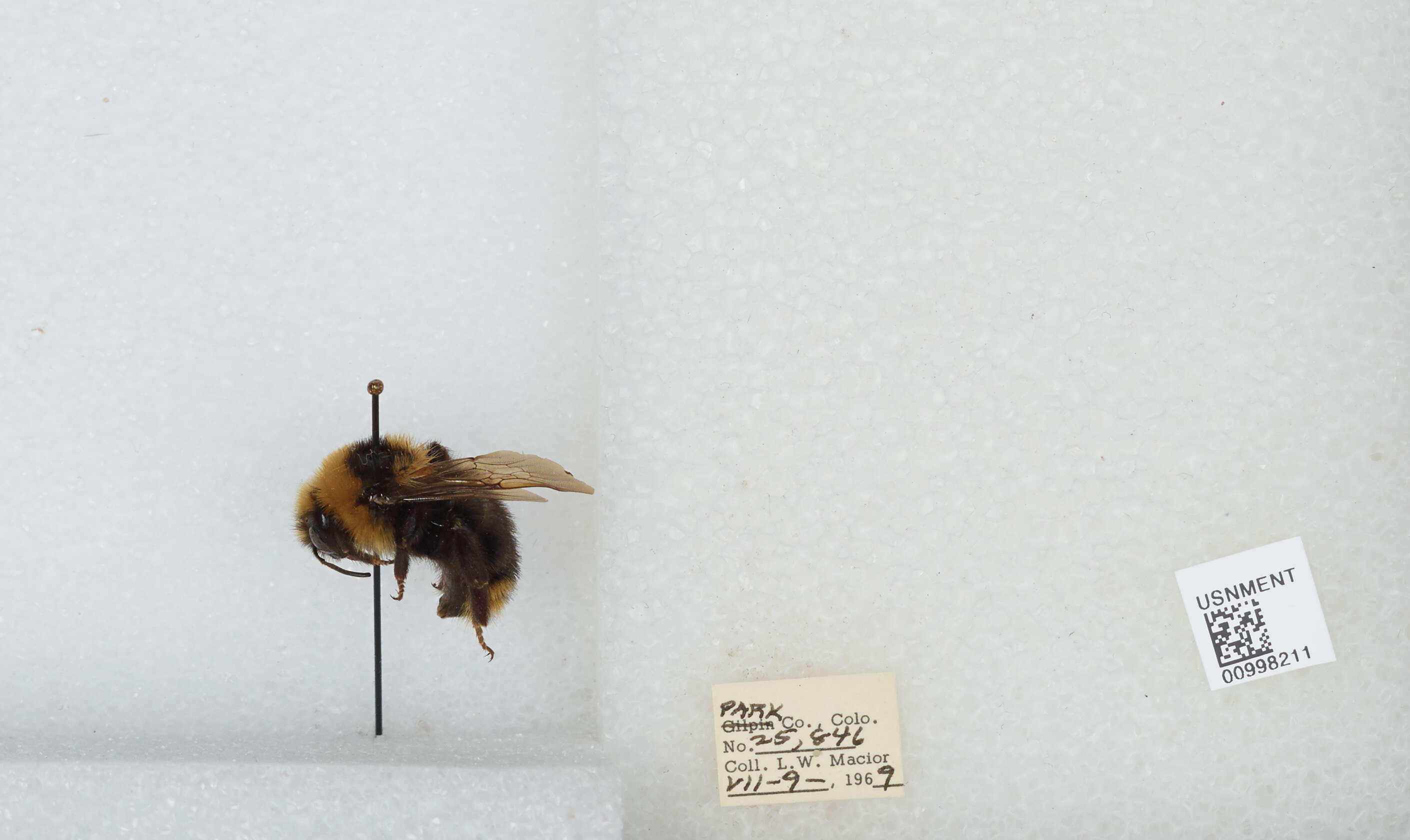 Image de Bombus insularis (Smith 1861)