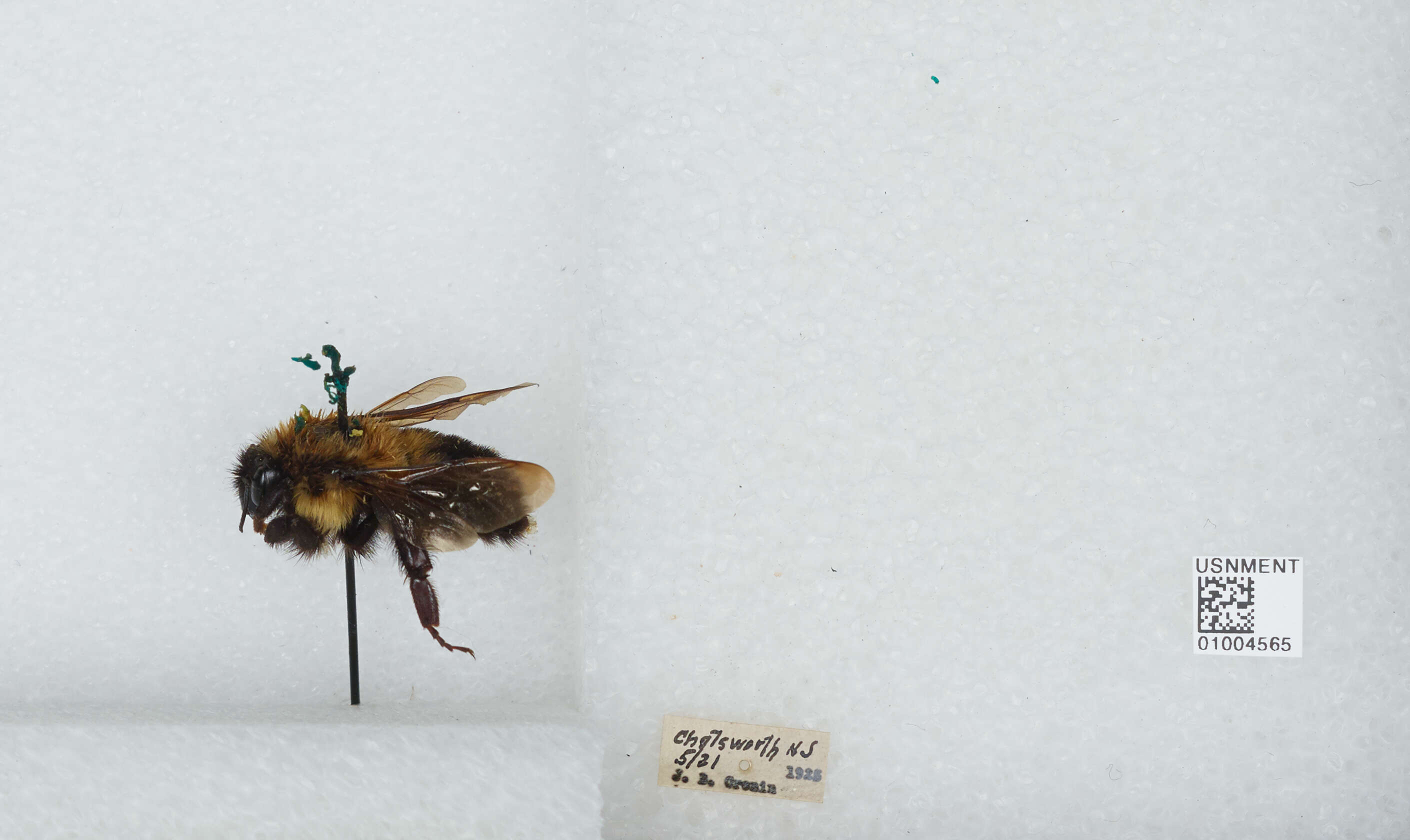 صورة Bombus bimaculatus Cresson 1864