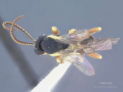 Image of Ctenochira deplanata Townes & Townes 1949