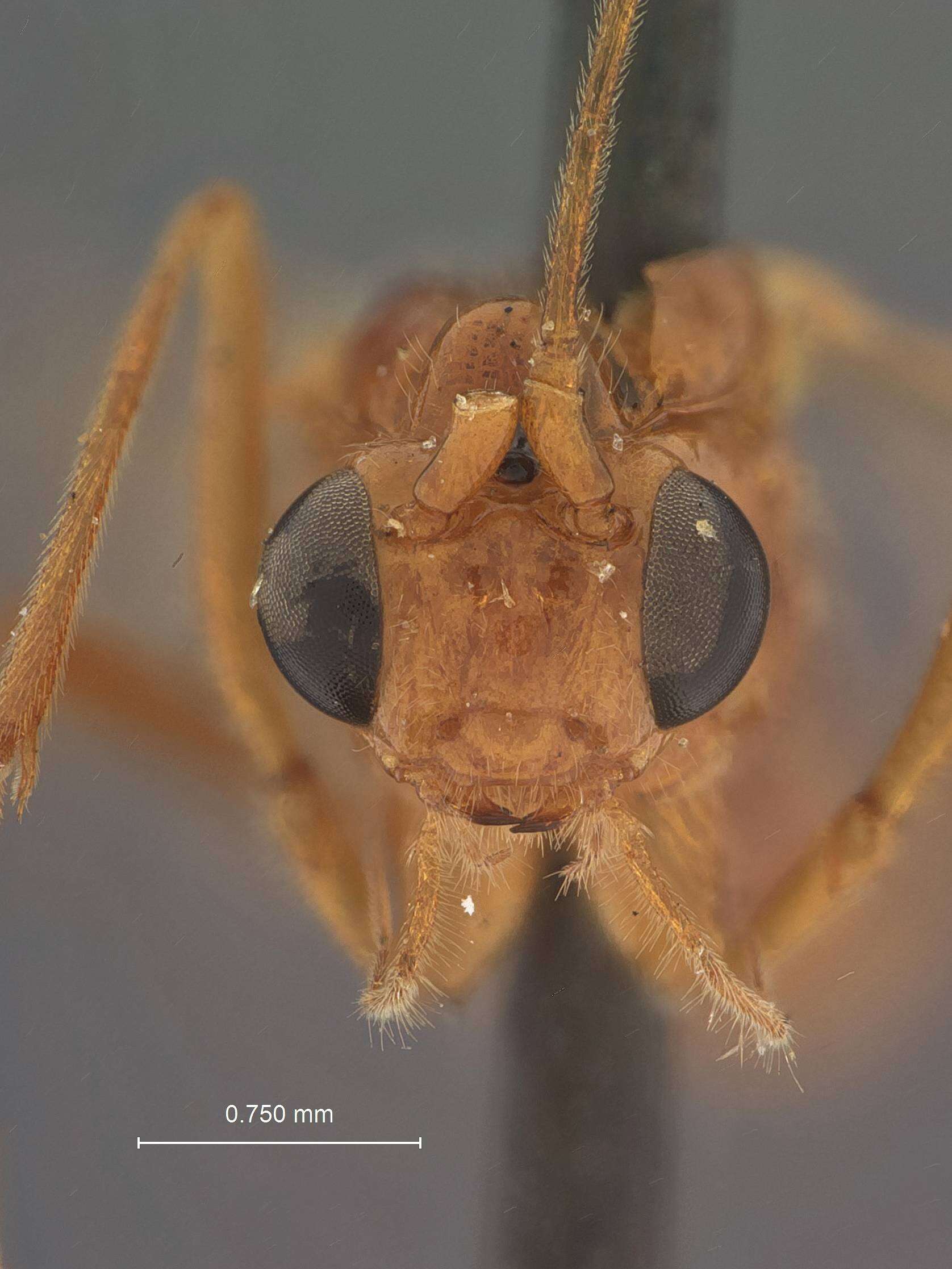 Image of Macrocentrus robustus Muesebeck 1932