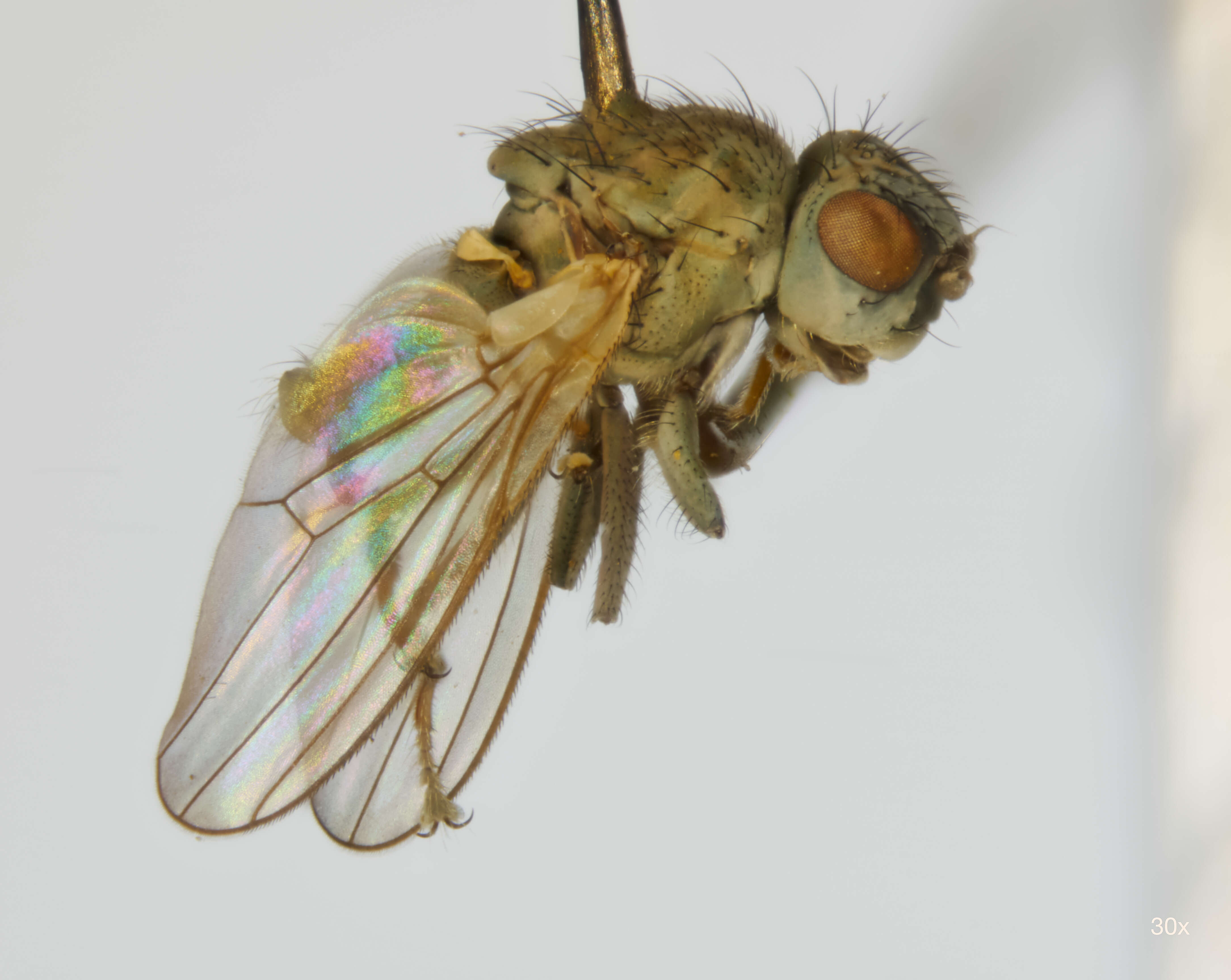 Image of Canacidae