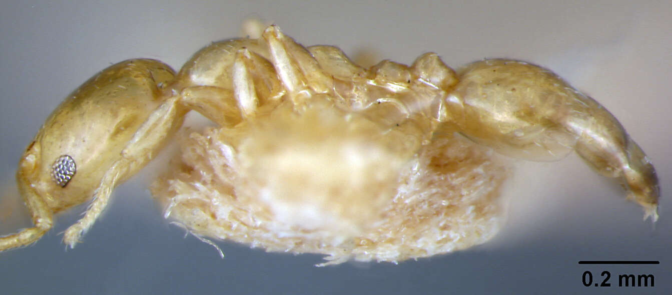 Image of Xenomyrmex stollii Forel 1885