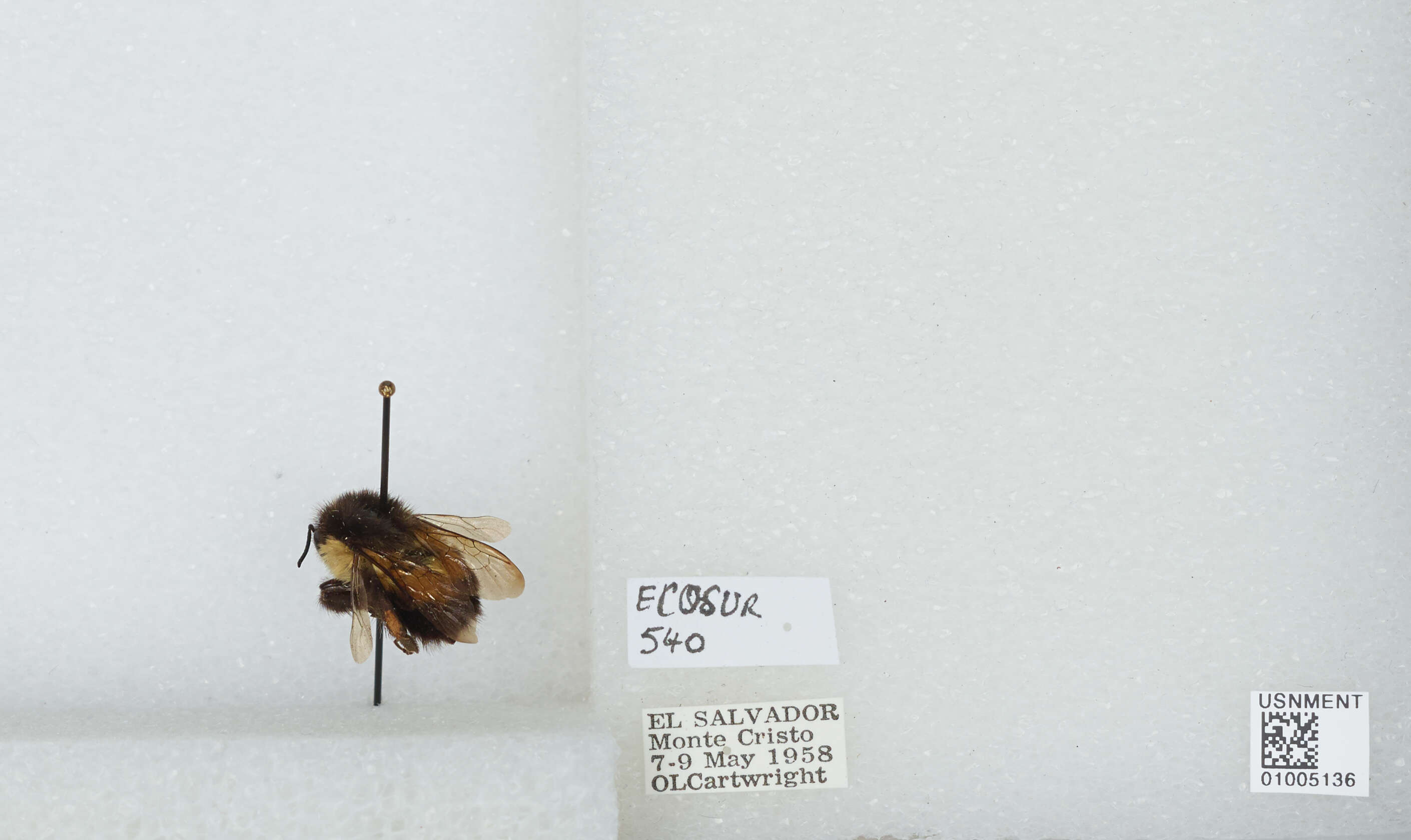 Image of Bombus ephippiatus Say 1837