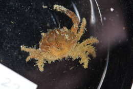 Image of Xanthidae