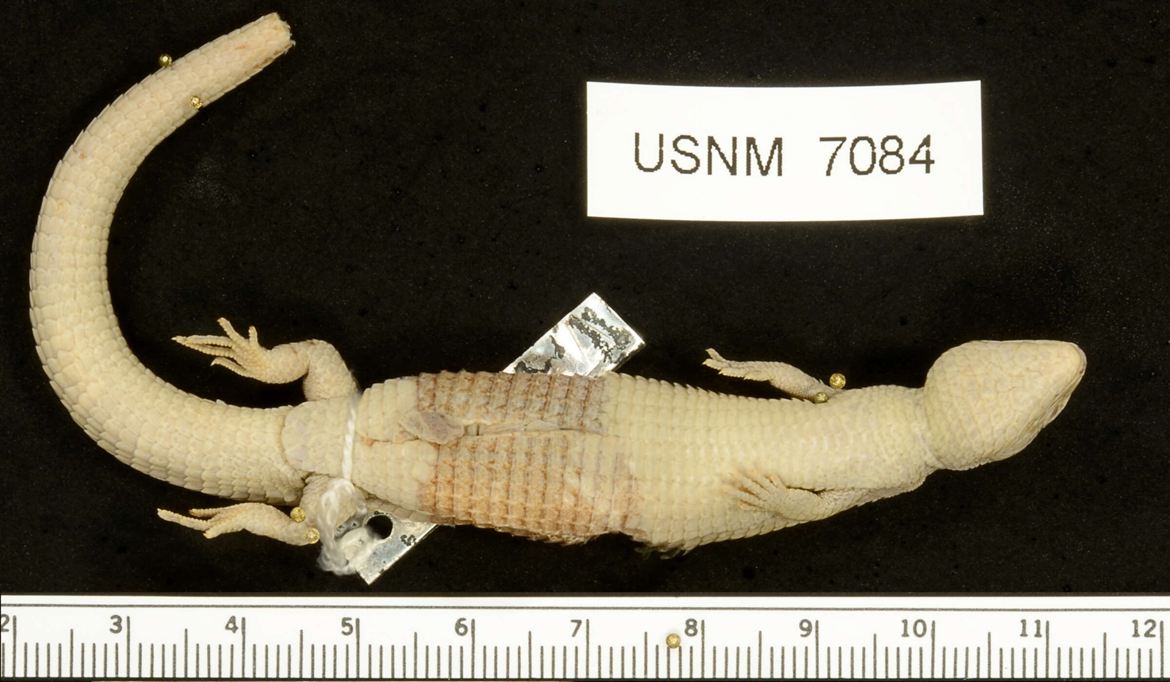 Image of Mount Orizaba Alligator Lizard