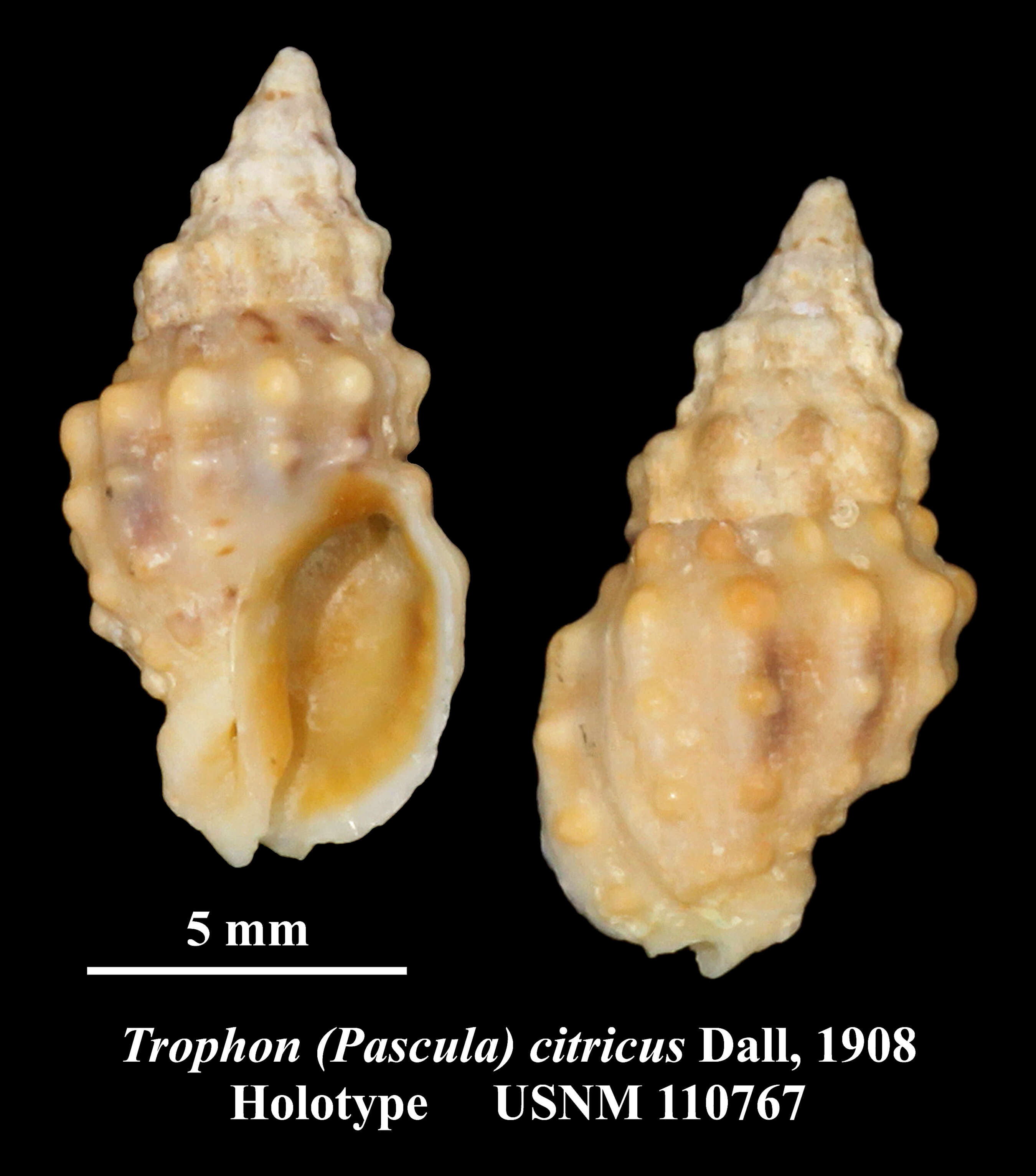 Image of Pascula citrica (Dall 1908)