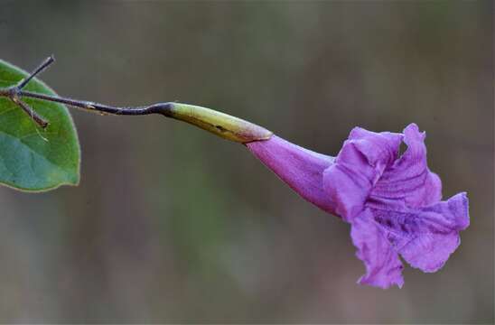 Image de Fridericia craterophora (DC.) L. G. Lohmann