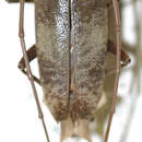 Image of Acalolepta bolanica (Aurivillius 1925)