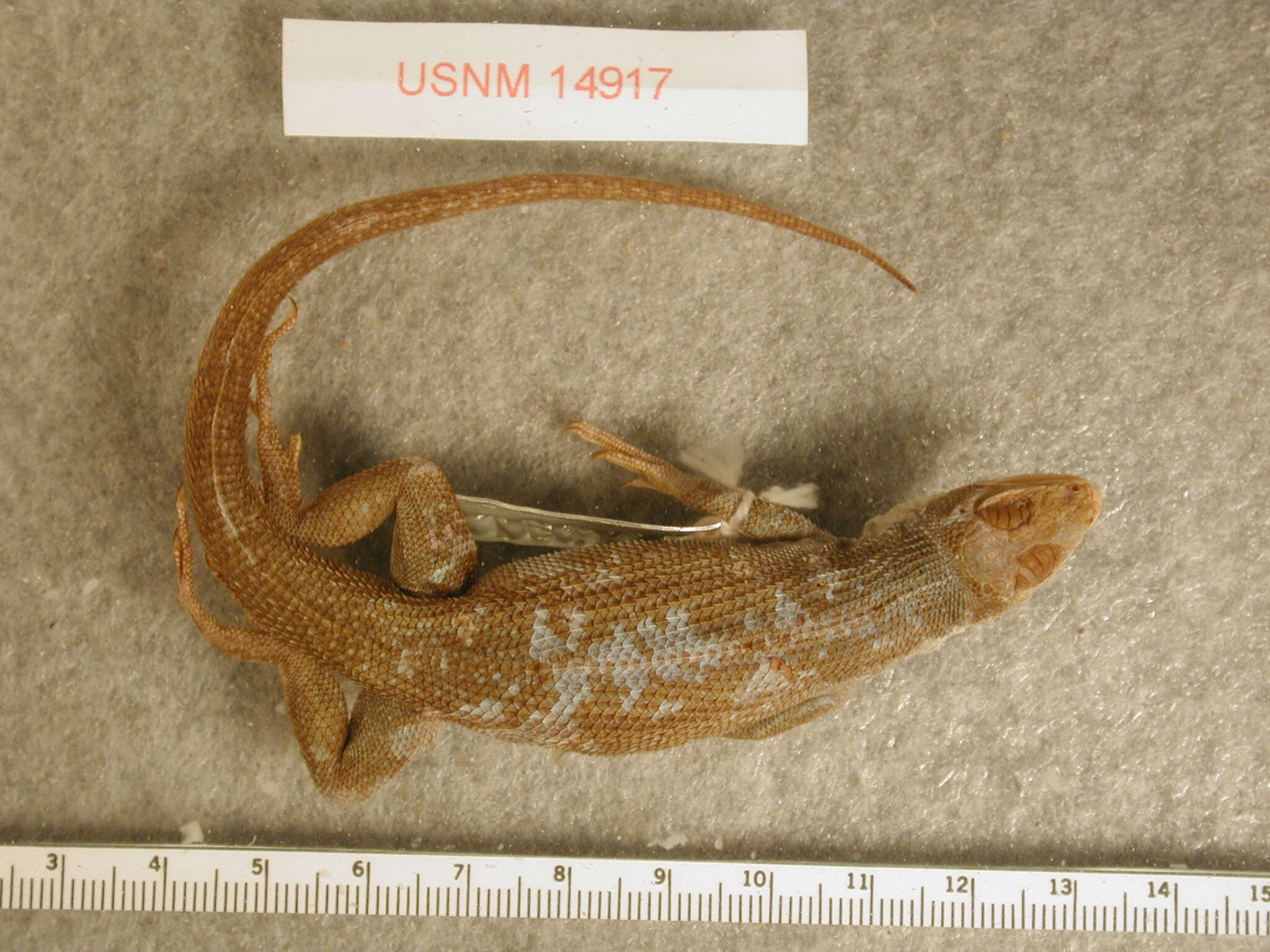 Image of Galapagos Lava Lizard