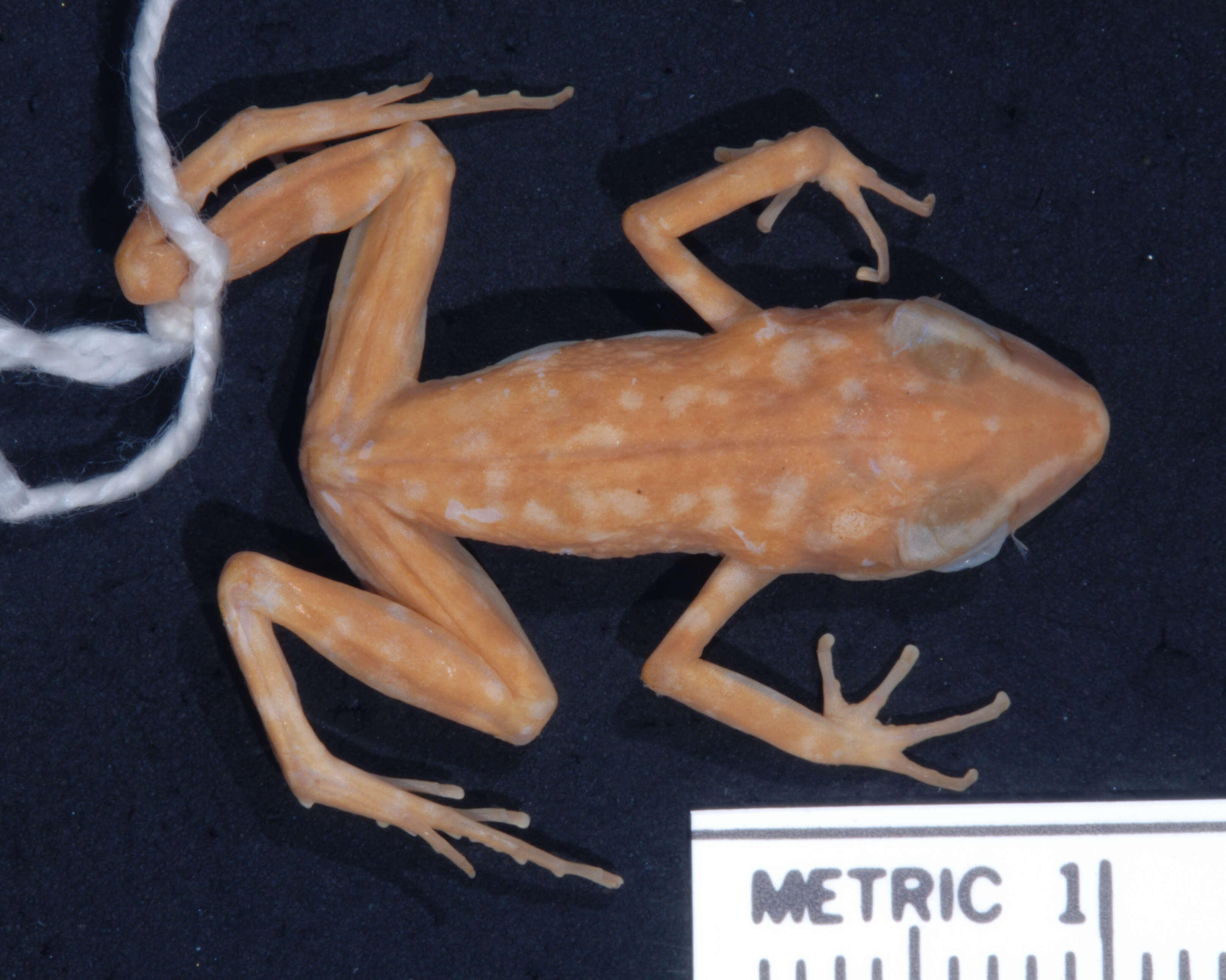 Слика од Eleutherodactylus rubrimaculatus (Taylor & Smith 1945)