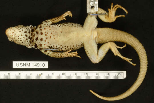 Image of Galapagos Lava Lizard