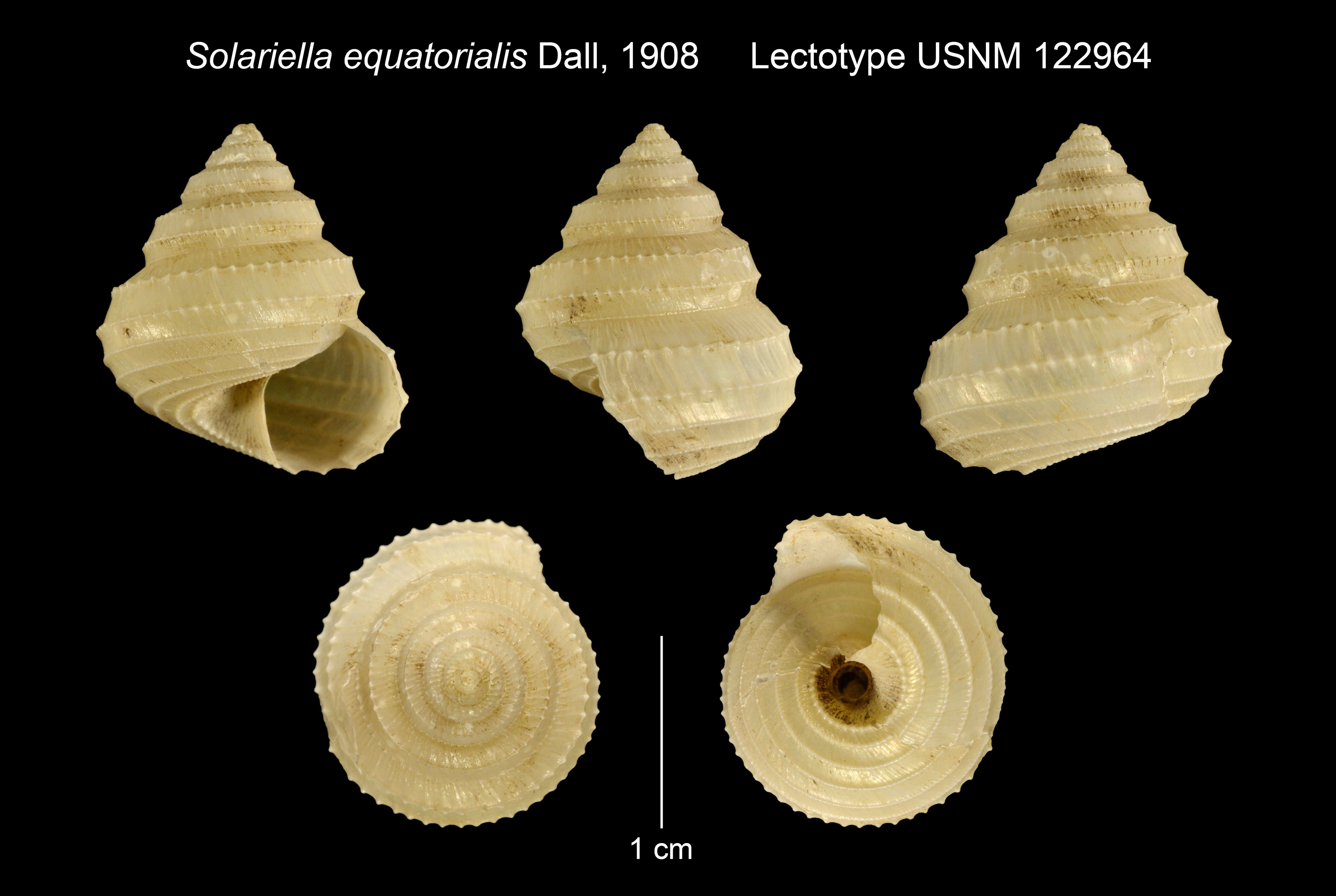 Image of Solariella S. V. Wood 1842