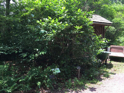 Image of eastern sweetshrub