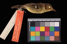 Image of Vireo pallens browningi Phillips & AR 1991