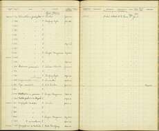 Imagem de Rhinortha chlorophaea fuscigularis E. C. S. Baker 1919