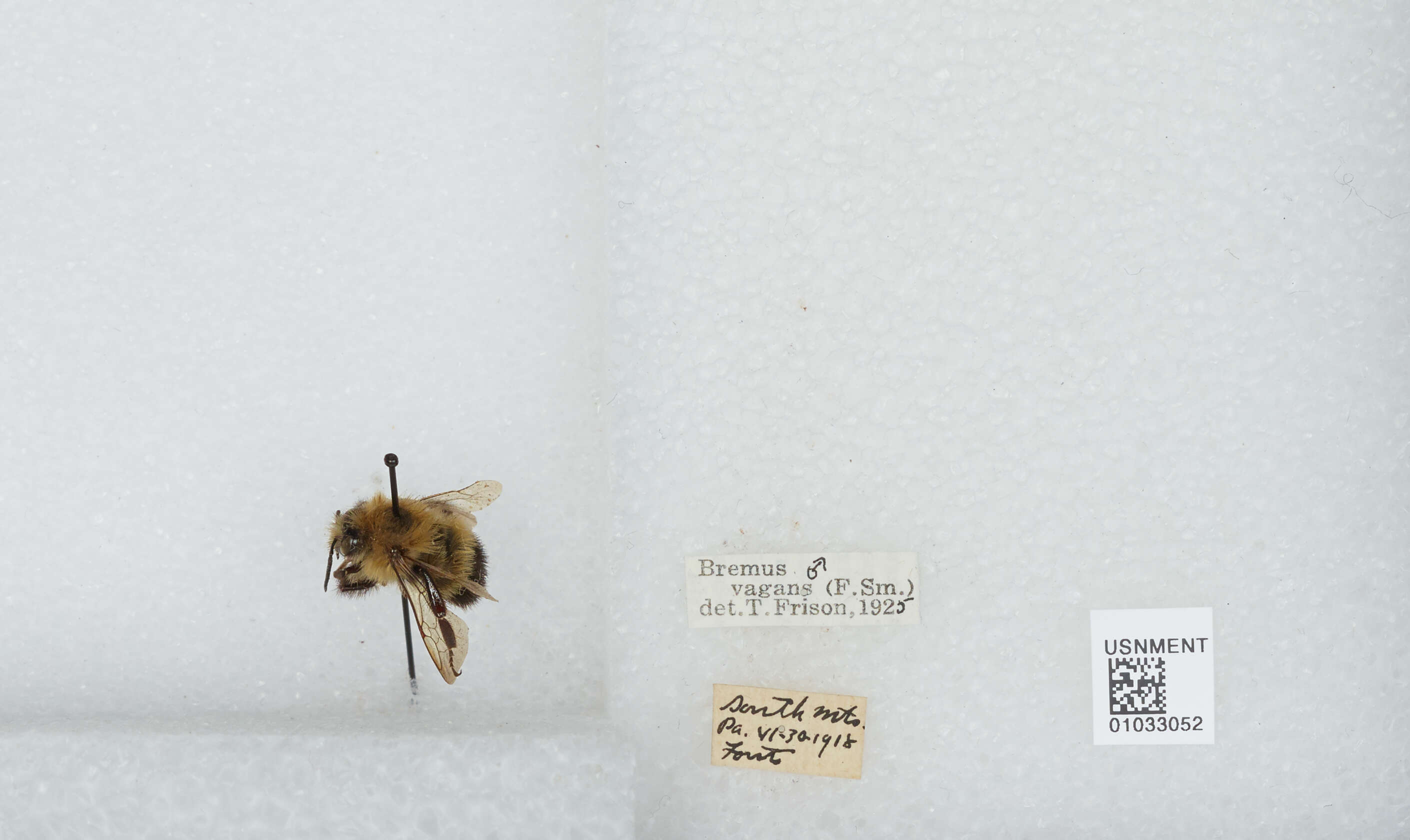 Image of Bombus vagans vagans Smith 1854