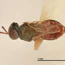 Image of Pseudanogmus australia (Girault 1917)