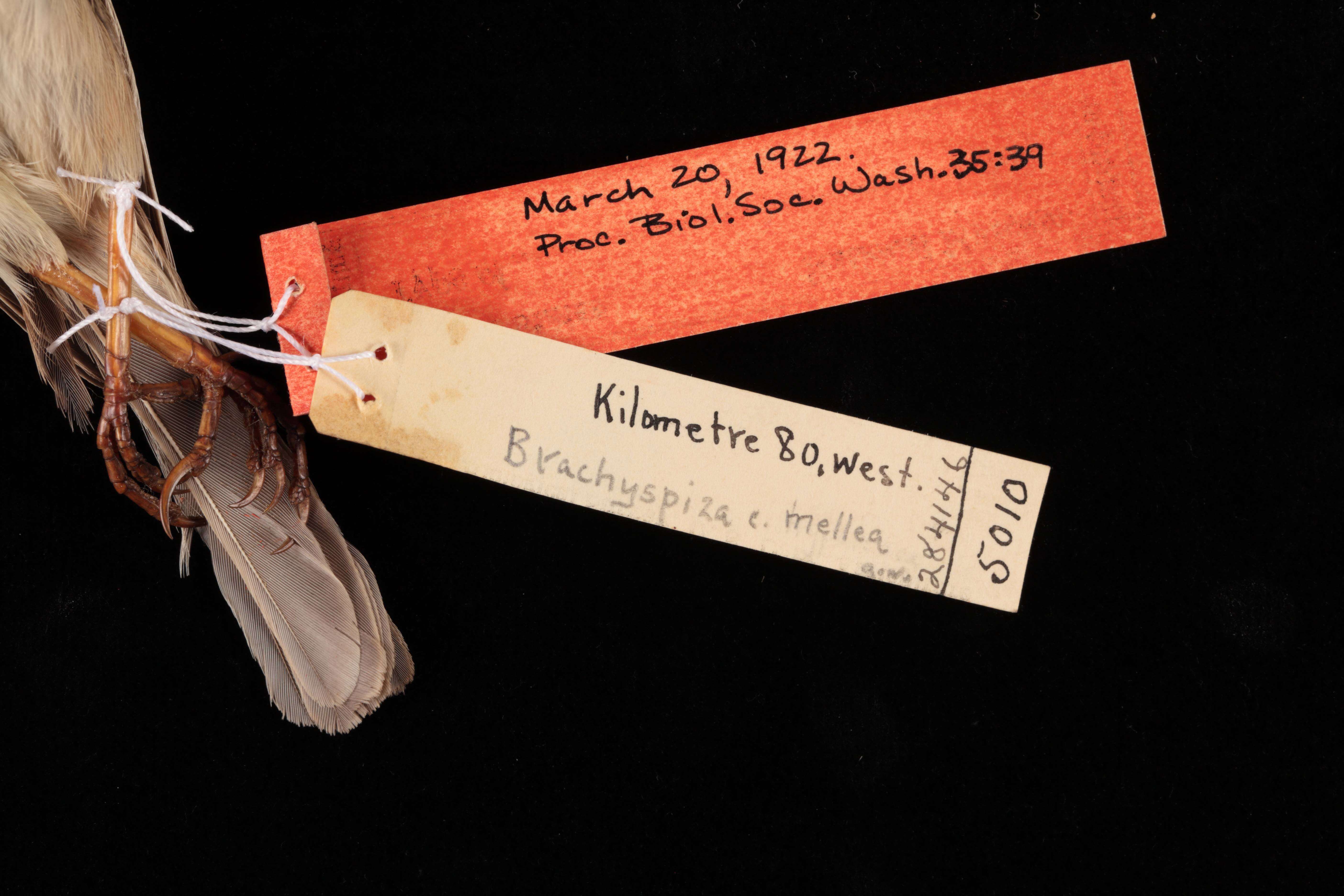 Image of <i>Zonotrichia capensis mellea</i>