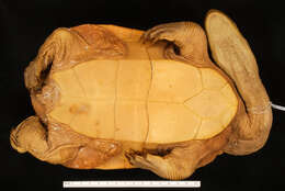 Image of Narrow-breasted snakeneck turtle