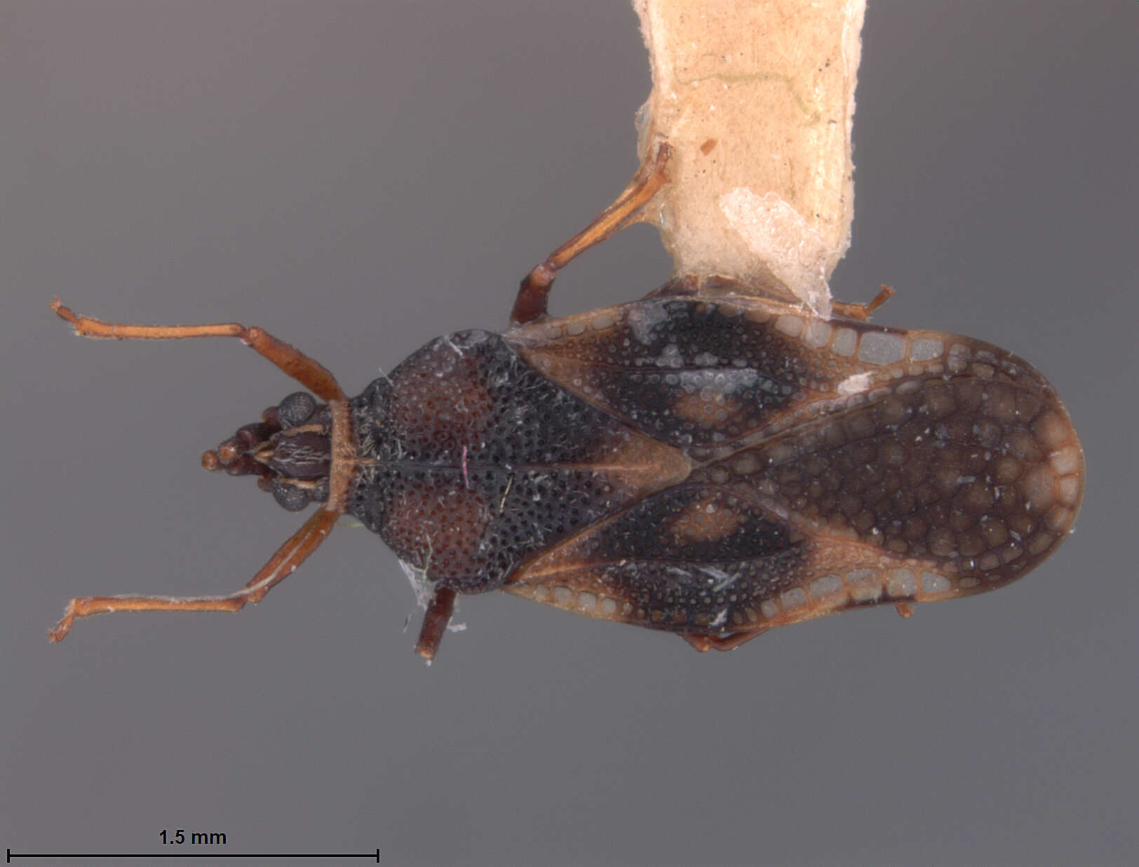 Image of Eteoneus sigillatus Drake & Poor 1936