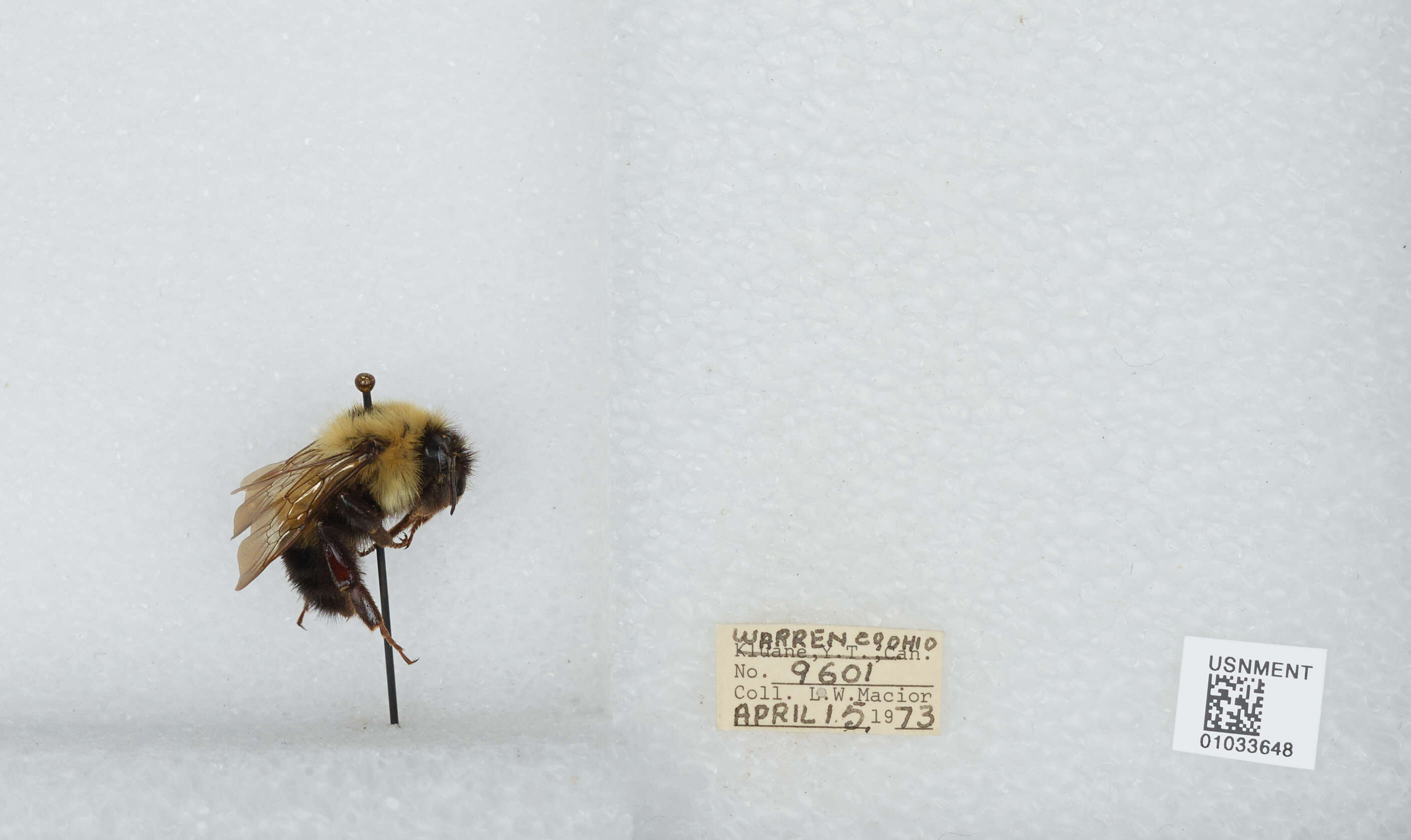 Image of Bombus vagans vagans Smith 1854