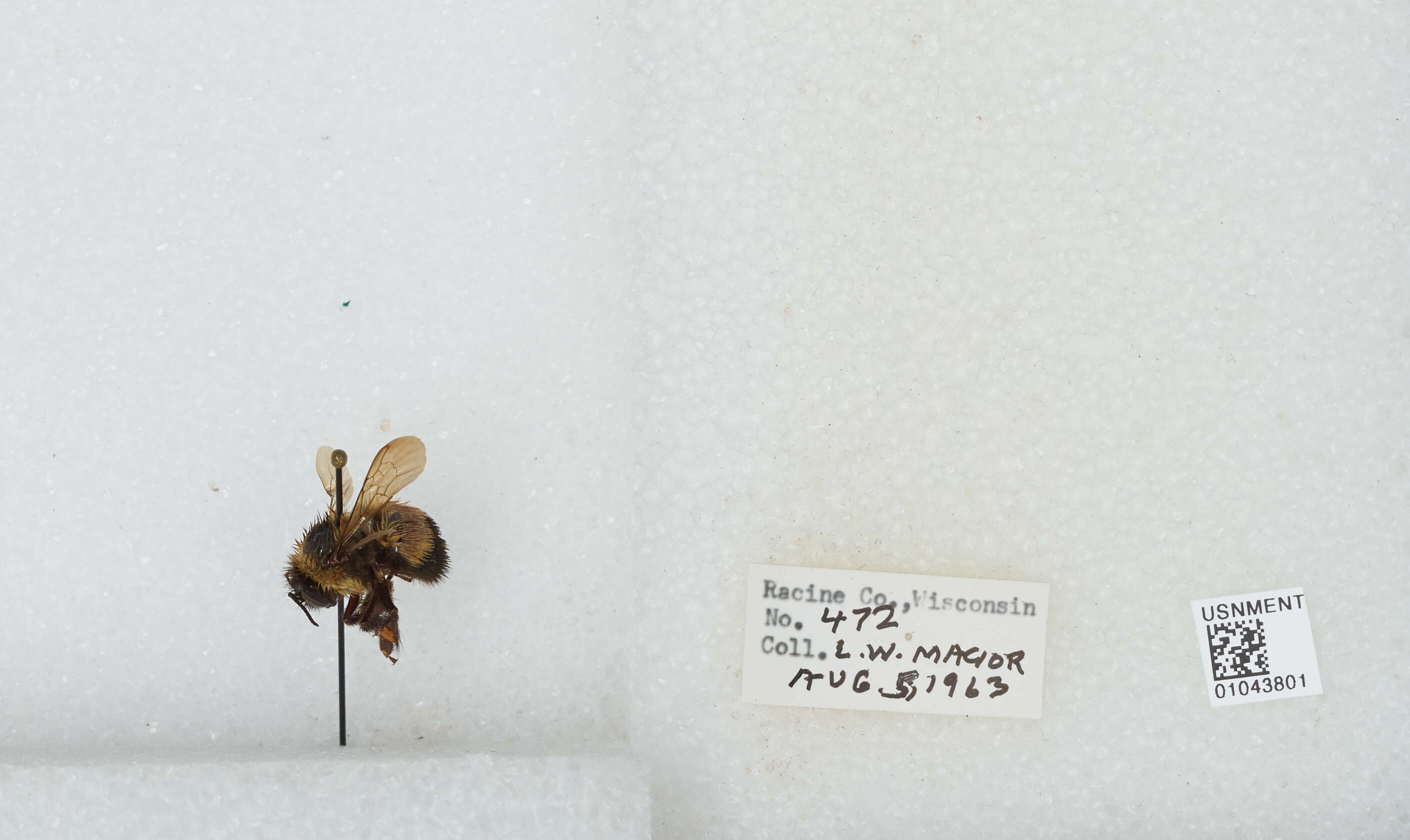 Слика од Bombus affinis Cresson 1864