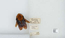 Image of Bombus atripes Smith 1852