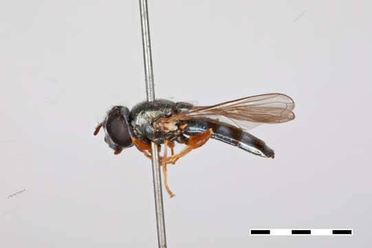 Image of Platycheirus willistoni (Goot 1964)