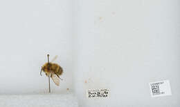 Image of Sitka bumble bee