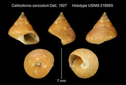 Image of Calliostoma sarcodum Dall 1927