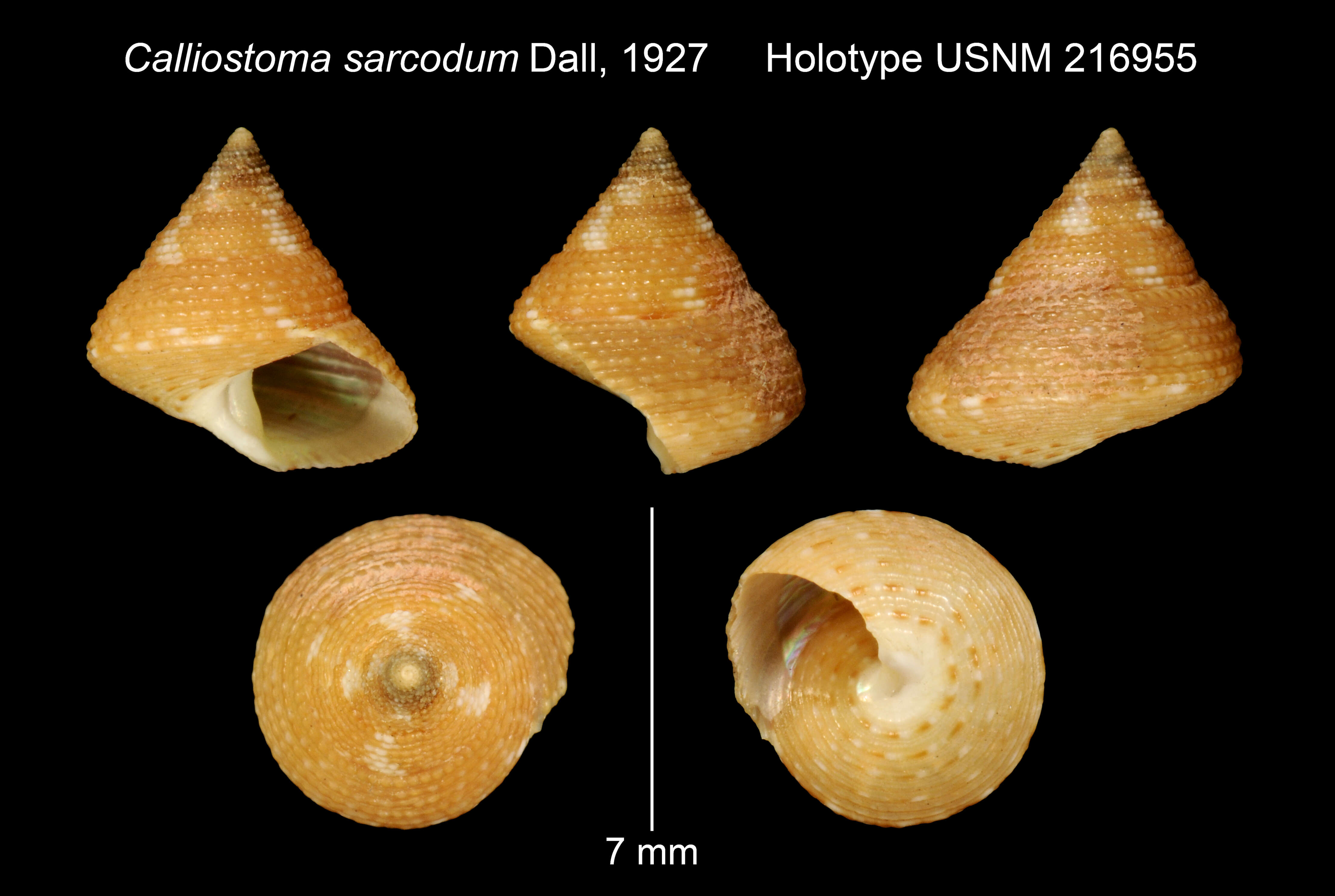 Image of Calliostoma sarcodum Dall 1927