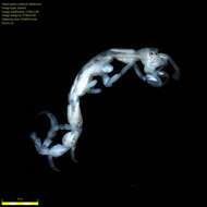 Image of Skeleton shrimp