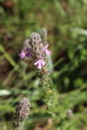 Слика од Stachydeoma