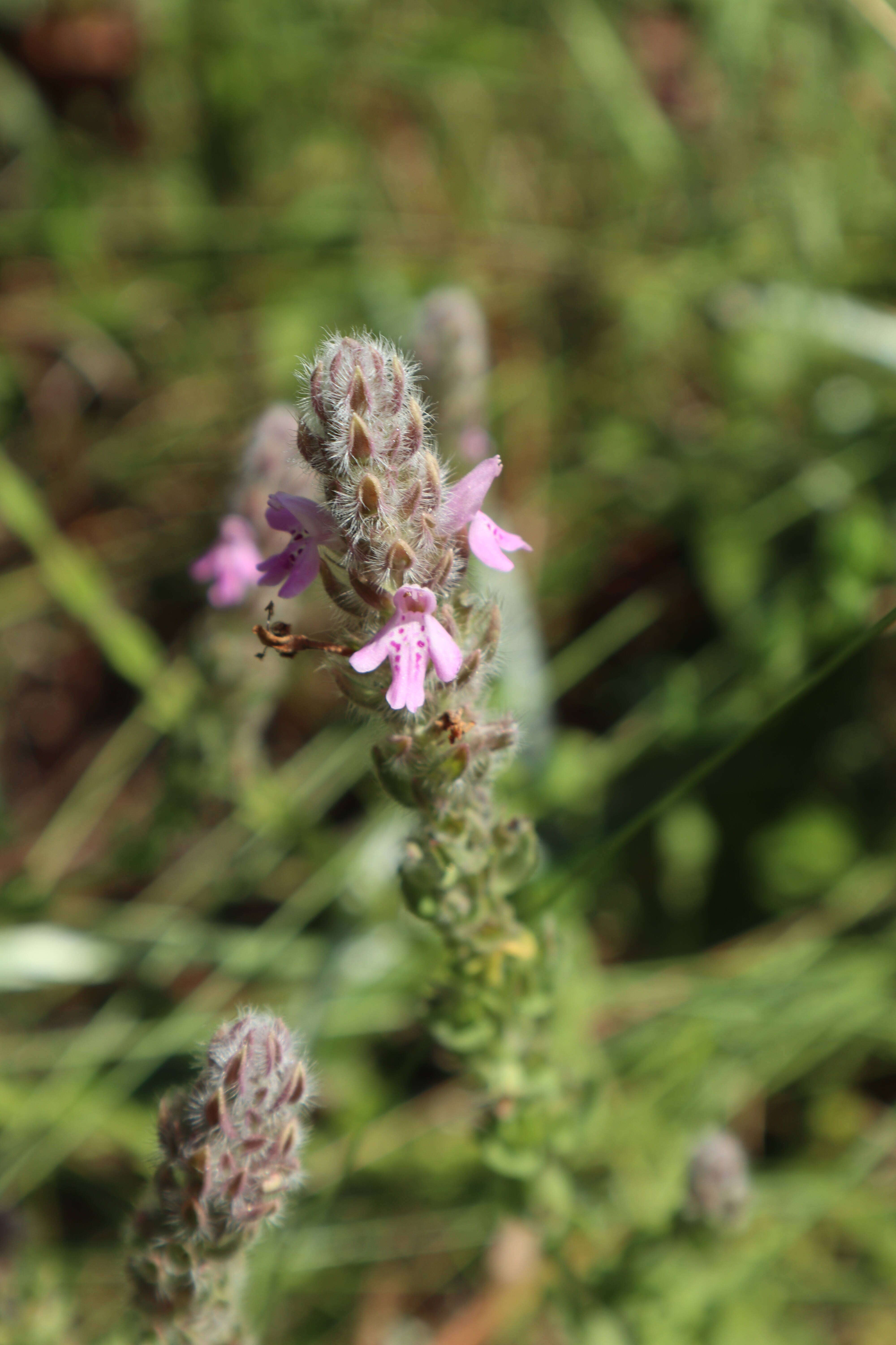 Image of mock pennyroyal