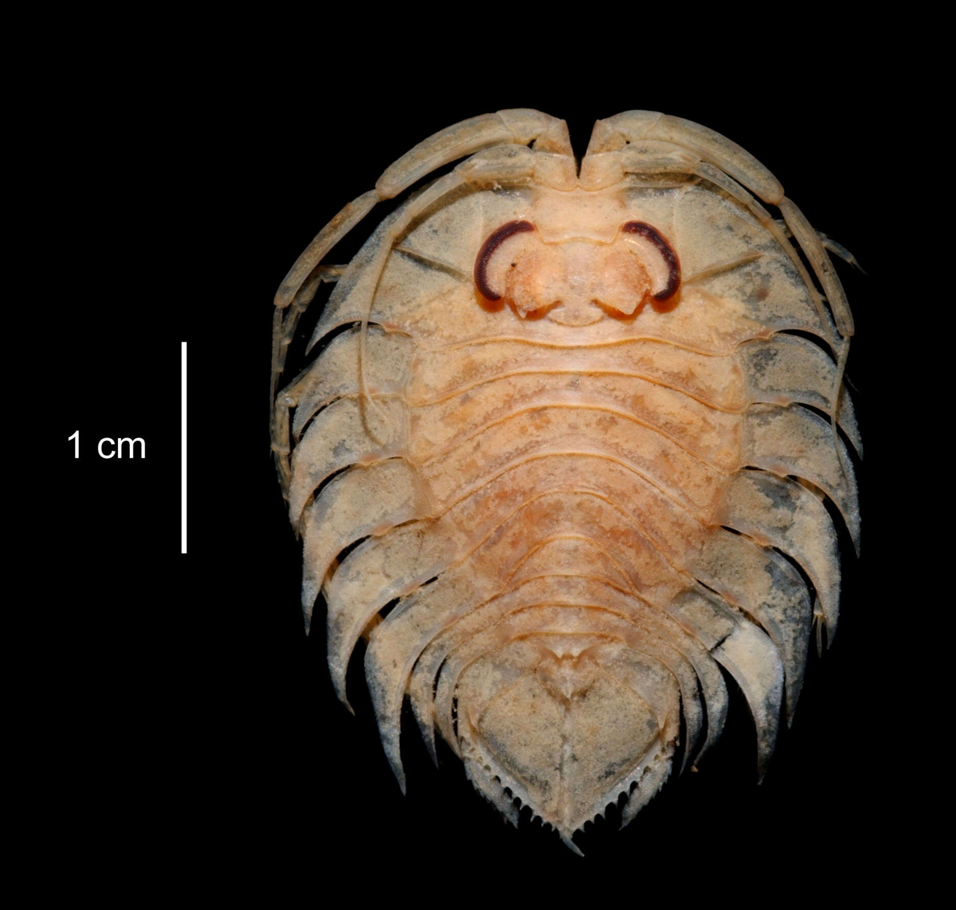 Image of Ceratoserolis trilobitoides (Eights 1833)