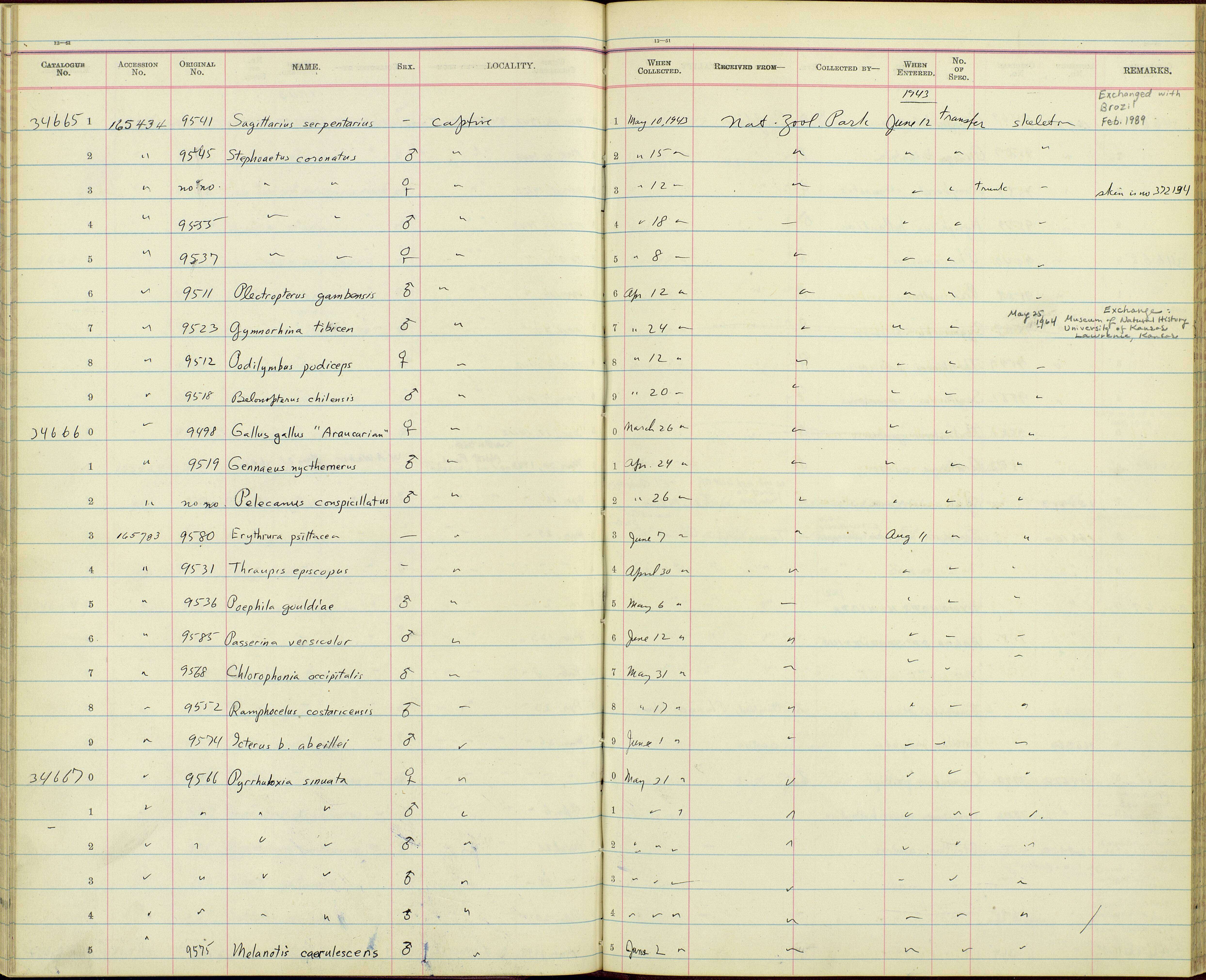 Image of Stephanoaetus Sclater & WL 1922