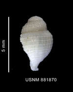 Image of Falsitromina bella (Powell 1951)