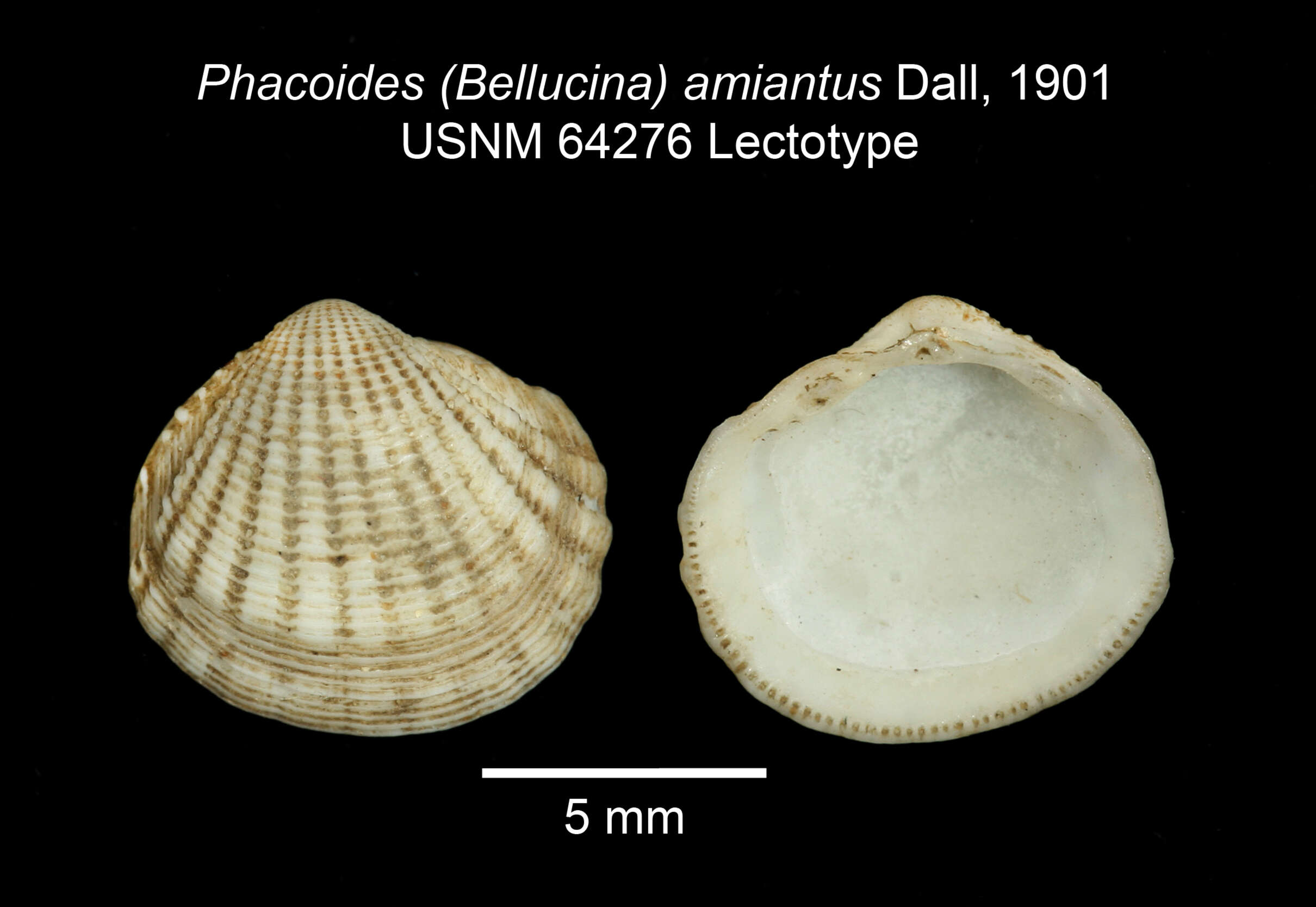 Image de Radiolucina Britton 1972