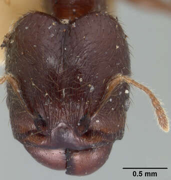 Image of Pheidole walkeri Mann 1922