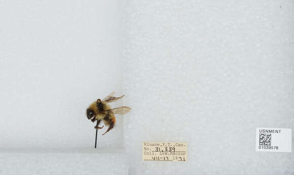 Image de Bombus sylvicola Kirby 1837