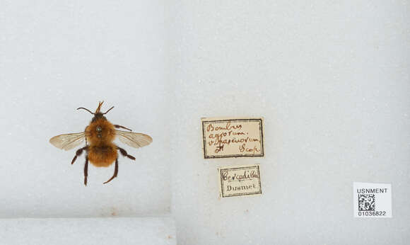 Bombus pascuorum (Scopoli 1763)的圖片