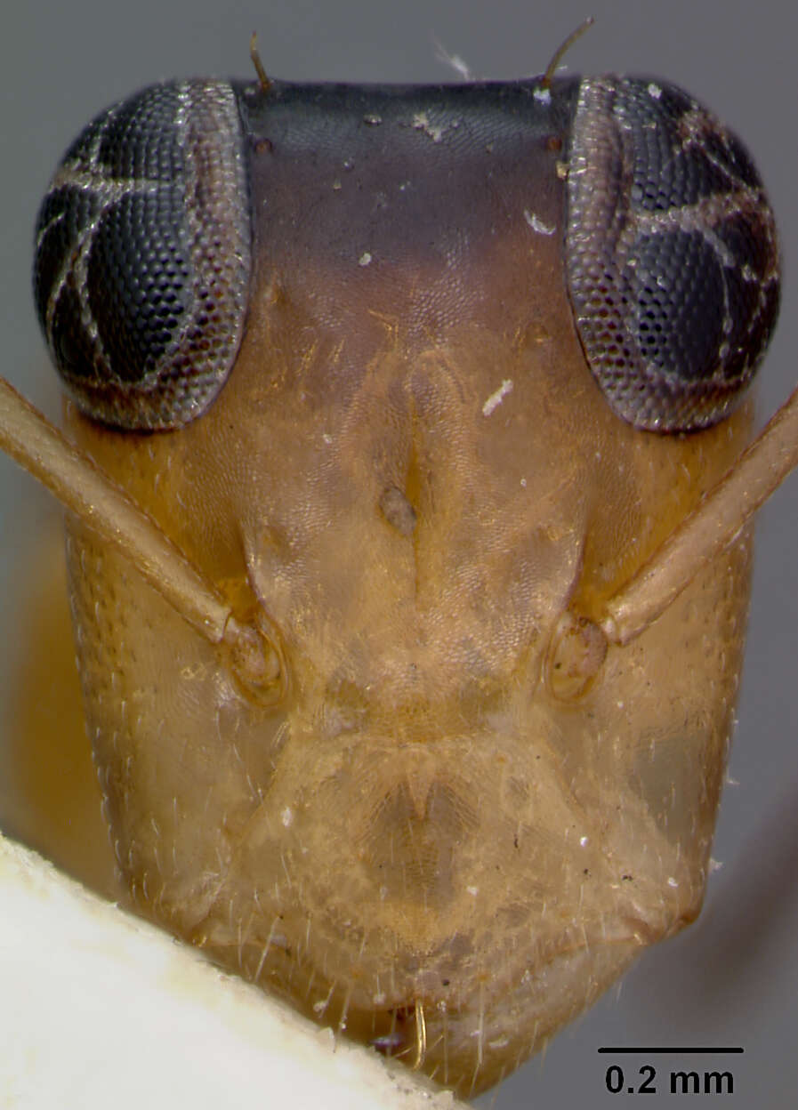 Image de Opisthopsis jocosus Wheeler 1918