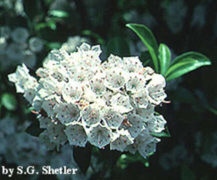 Image of mountain laurel