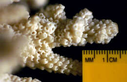 Sivun Acropora acervata (Dana 1846) kuva