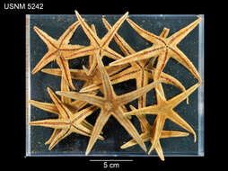 Image of Astropecten americanus (Verrill 1880)