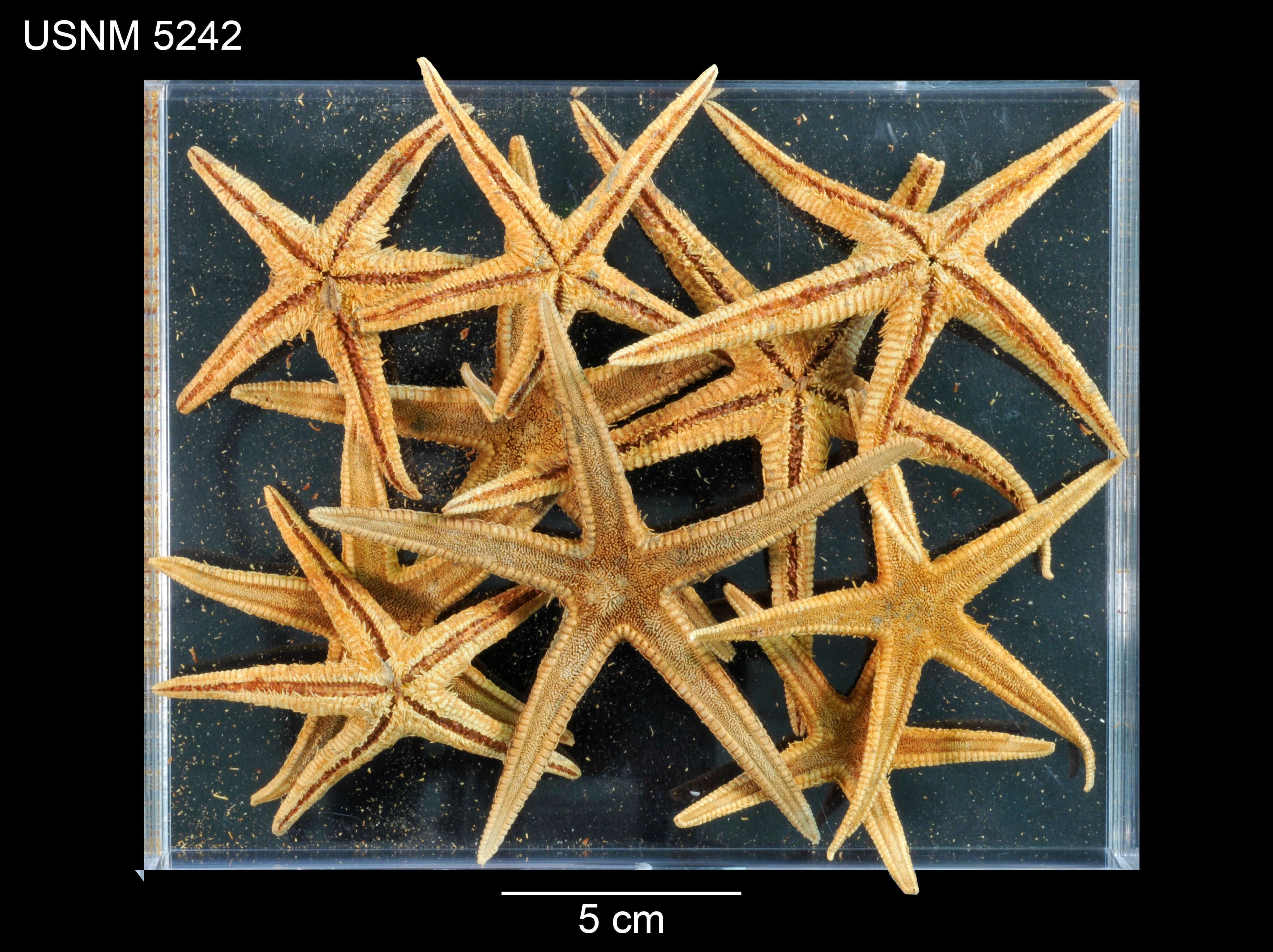 Astropecten americanus (Verrill 1880)的圖片