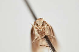 Слика од Phthorimaea
